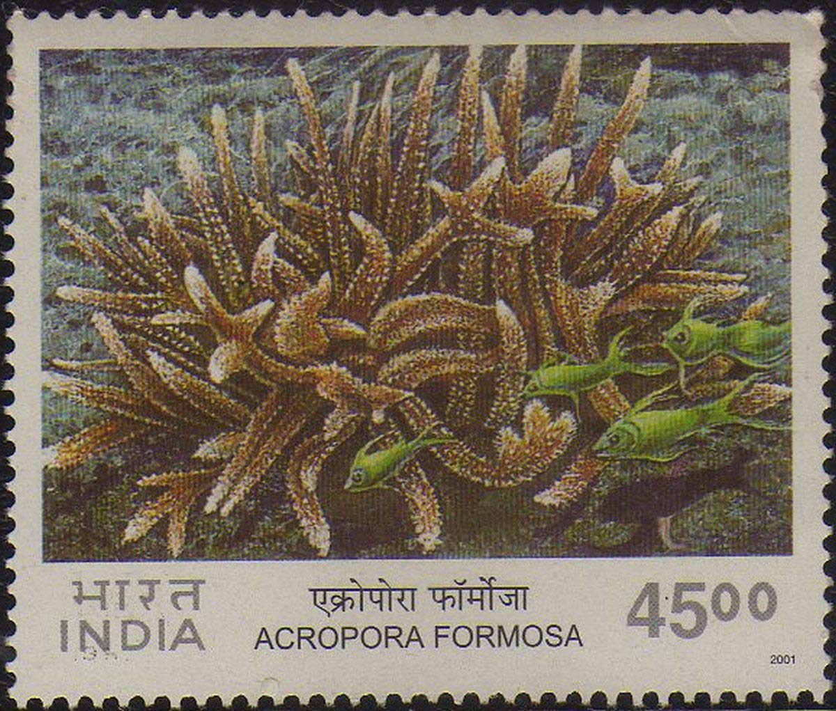 India 2001 Corals of India - Staghorn Coral ( Acropora Formosa ) Postage Stamp MNH