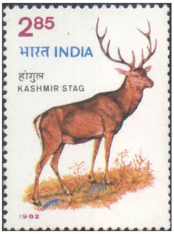 India 1982 Wildlife Week - Kashmir Stag ( Hangul ) - Postage Stamp MNH